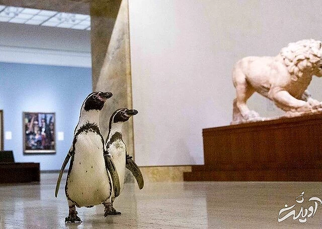 پنگوئن‌هایی که به آثار هنری علاقه‌ دارند/